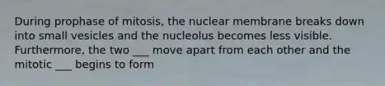 During prophase of mitosis, the nuclear membrane breaks down into small vesicles and the nucleolus becomes less visible. Furthermore, the two ___ move apart from each other and the mitotic ___ begins to form