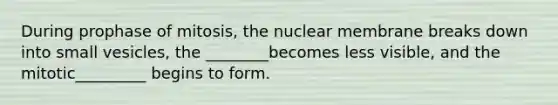 During prophase of mitosis, the nuclear membrane breaks down into small vesicles, the ________becomes less visible, and the mitotic_________ begins to form.