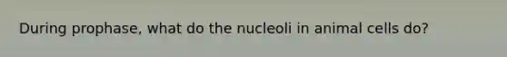 During prophase, what do the nucleoli in animal cells do?