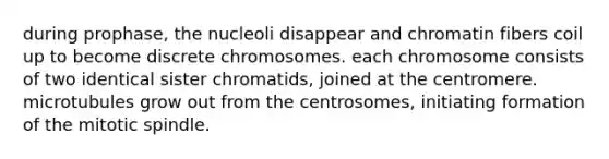 during prophase, the nucleoli disappear and chromatin fibers coil up to become discrete chromosomes. each chromosome consists of two identical sister chromatids, joined at the centromere. microtubules grow out from the centrosomes, initiating formation of the mitotic spindle.