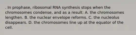 . In prophase, ribosomal RNA synthesis stops when the chromosomes condense, and as a result: A. the chromosomes lengthen. B. the nuclear envelope reforms. C. the nucleolus disappears. D. the chromosomes line up at the equator of the cell.