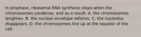 In prophase, ribosomal RNA synthesis stops when the chromosomes condense, and as a result: A. the chromosomes lengthen. B. the nuclear envelope reforms. C. the nucleolus disappears. D. the chromosomes line up at the equator of the cell.