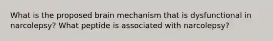 What is the proposed brain mechanism that is dysfunctional in narcolepsy? What peptide is associated with narcolepsy?