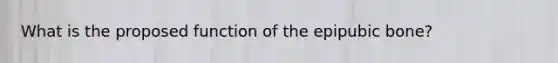 What is the proposed function of the epipubic bone?