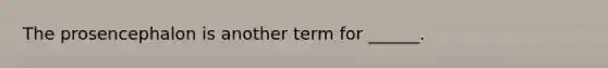 The prosencephalon is another term for ______.