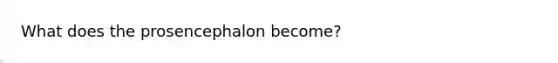 What does the prosencephalon become?