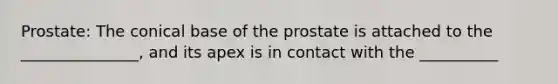 Prostate: The conical base of the prostate is attached to the _______________, and its apex is in contact with the __________