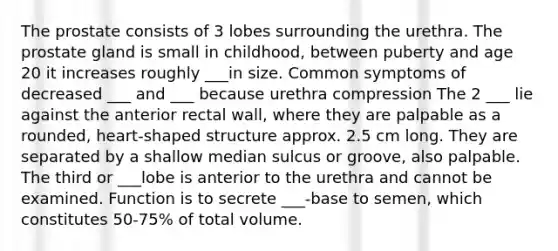 The prostate consists of 3 lobes surrounding the urethra. The prostate gland is small in childhood, between puberty and age 20 it increases roughly ___in size. Common symptoms of decreased ___ and ___ because urethra compression The 2 ___ lie against the anterior rectal wall, where they are palpable as a rounded, heart-shaped structure approx. 2.5 cm long. They are separated by a shallow median sulcus or groove, also palpable. The third or ___lobe is anterior to the urethra and cannot be examined. Function is to secrete ___-base to semen, which constitutes 50-75% of total volume.