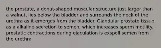 the prostate, a donut-shaped muscular structure just larger than a walnut, lies below the bladder and surrounds the neck of the urethra as it emerges from the bladder. Glandular prostate tissue as a alkaline secretion to semen, which increases sperm motility. prostatic contractions during ejaculation is exspell semen from the urethra