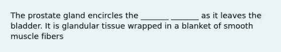 The prostate gland encircles the _______ _______ as it leaves the bladder. It is glandular tissue wrapped in a blanket of smooth muscle fibers