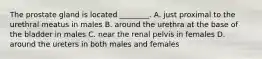 The prostate gland is located​ ________. A. just proximal to the urethral meatus in males B. around the urethra at the base of the bladder in males C. near the renal pelvis in females D. around the ureters in both males and females