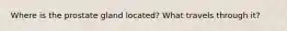 Where is the prostate gland located? What travels through it?