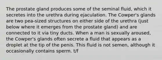 The prostate gland produces some of the seminal fluid, which it secretes into the urethra during ejaculation. The Cowper's glands are two pea-sized structures on either side of the urethra (just below where it emerges from the prostate gland) and are connected to it via tiny ducts. When a man is sexually aroused, the Cowper's glands often secrete a fluid that appears as a droplet at the tip of the penis. This fluid is not semen, although it occasionally contains sperm. t/f