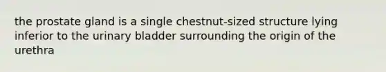 the prostate gland is a single chestnut-sized structure lying inferior to the urinary bladder surrounding the origin of the urethra