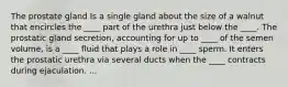 The prostate gland Is a single gland about the size of a walnut that encircles the ____ part of the urethra just below the ____. The prostatic gland secretion, accounting for up to ____ of the semen volume, is a ____ fluid that plays a role in ____ sperm. It enters the prostatic urethra via several ducts when the ____ contracts during ejaculation. ...