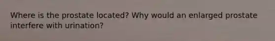 Where is the prostate located? Why would an enlarged prostate interfere with urination?