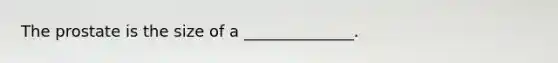 The prostate is the size of a ______________.