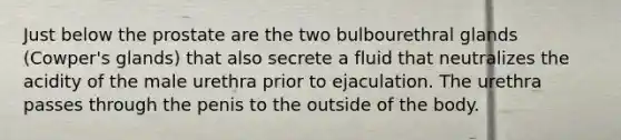 Just below the prostate are the two bulbourethral glands (Cowper's glands) that also secrete a fluid that neutralizes the acidity of the male urethra prior to ejaculation. The urethra passes through the penis to the outside of the body.