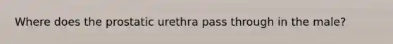 Where does the prostatic urethra pass through in the male?