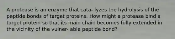 A protease is an enzyme that cata- lyzes the hydrolysis of the peptide bonds of target proteins. How might a protease bind a target protein so that its main chain becomes fully extended in the vicinity of the vulner- able peptide bond?