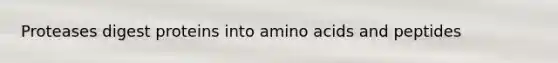 Proteases digest proteins into amino acids and peptides