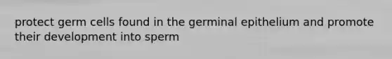 protect germ cells found in the germinal epithelium and promote their development into sperm