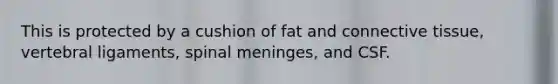 This is protected by a cushion of fat and connective tissue, vertebral ligaments, spinal meninges, and CSF.