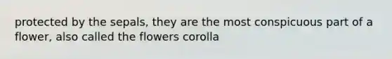 protected by the sepals, they are the most conspicuous part of a flower, also called the flowers corolla