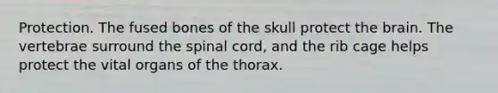 Protection. The fused bones of the skull protect the brain. The vertebrae surround the spinal cord, and the rib cage helps protect the vital organs of the thorax.