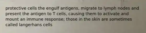 protective cells the engulf antigens, migrate to lymph nodes and present the antigen to T cells, causing them to activate and mount an immune response; those in the skin are sometimes called langerhans cells