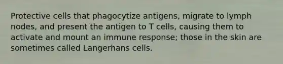 Protective cells that phagocytize antigens, migrate to lymph nodes, and present the antigen to T cells, causing them to activate and mount an immune response; those in the skin are sometimes called Langerhans cells.