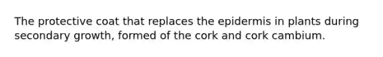 The protective coat that replaces the epidermis in plants during secondary growth, formed of the cork and cork cambium.