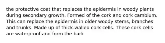 the protective coat that replaces the epidermis in woody plants during secondary growth. Formed of the cork and cork cambium. This can replace the epidermis in older woody stems, branches and trunks. Made up of thick-walled cork cells. These cork cells are waterproof and form the bark