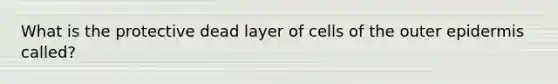 What is the protective dead layer of cells of the outer epidermis called?