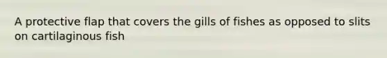 A protective flap that covers the gills of fishes as opposed to slits on cartilaginous fish