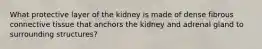 What protective layer of the kidney is made of dense fibrous connective tissue that anchors the kidney and adrenal gland to surrounding structures?