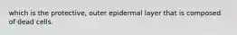 which is the protective, outer epidermal layer that is composed of dead cells.