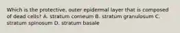 Which is the protective, outer epidermal layer that is composed of dead cells? A. stratum corneum B. stratum granulosum C. stratum spinosum D. stratum basale