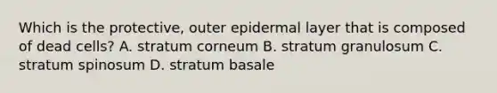 Which is the protective, outer epidermal layer that is composed of dead cells? A. stratum corneum B. stratum granulosum C. stratum spinosum D. stratum basale