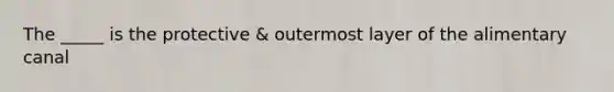 The _____ is the protective & outermost layer of the alimentary canal