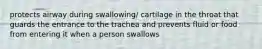 protects airway during swallowing/ cartilage in the throat that guards the entrance to the trachea and prevents fluid or food from entering it when a person swallows