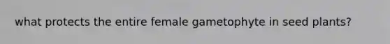 what protects the entire female gametophyte in seed plants?