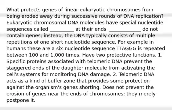 What protects genes of linear eukaryotic chromosomes from being eroded away during successive rounds of <a href='https://www.questionai.com/knowledge/kofV2VQU2J-dna-replication' class='anchor-knowledge'>dna replication</a>? Eukaryotic chromosomal DNA molecules have special nucleotide sequences called __________ at their ends. _____________ do not contain genes; instead, the DNA typically consists of multiple repetitions of one short nucleotide sequence. For example in humans these are a six-nucleotide sequence TTAGGG is repeated between 100 and 1,000 times. Have two protective functions. 1. Specific proteins associated with telomeric DNA prevent the staggered ends of the daughter molecule from activating the cell's systems for monitoring DNA damage. 2. Telomeric DNA acts as a kind of buffer zone that provides some protection against the organism's genes shorting. Does not prevent the erosion of genes near the ends of chromosomes; they merely postpone it.