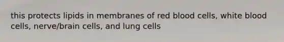 this protects lipids in membranes of red blood cells, white blood cells, nerve/brain cells, and lung cells