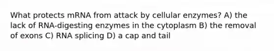 What protects mRNA from attack by cellular enzymes? A) the lack of RNA-digesting enzymes in the cytoplasm B) the removal of exons C) RNA splicing D) a cap and tail