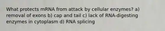 What protects mRNA from attack by cellular enzymes? a) removal of exons b) cap and tail c) lack of RNA-digesting enzymes in cytoplasm d) RNA splicing