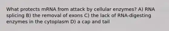 What protects mRNA from attack by cellular enzymes? A) RNA splicing B) the removal of exons C) the lack of RNA-digesting enzymes in the cytoplasm D) a cap and tail