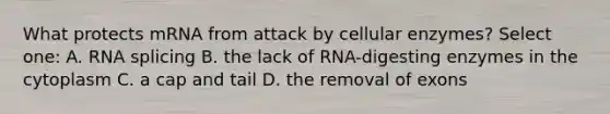 What protects mRNA from attack by cellular enzymes? Select one: A. RNA splicing B. the lack of RNA-digesting enzymes in the cytoplasm C. a cap and tail D. the removal of exons