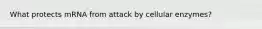 What protects mRNA from attack by cellular enzymes?