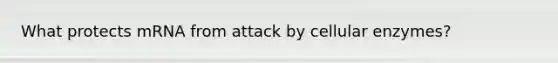 What protects mRNA from attack by cellular enzymes?